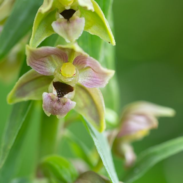 Epipactis?